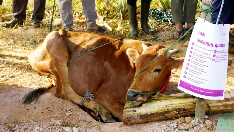 Ketentuan Hewan Kurban Idul Adha Sesuai Syariat Islam
